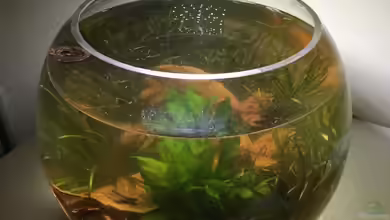 Nano Schale von BaBa