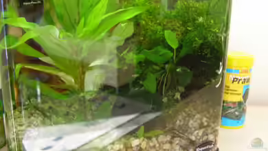 Nanobecken 16246 von SeLo