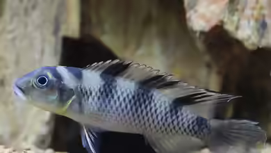 Nanochromis: kleine westafrikanische Cichliden mit großem Charakter
