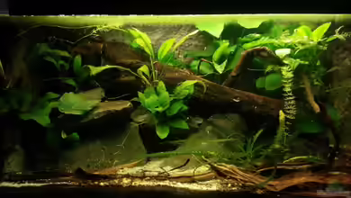 Nanochromis transvestitus - Nur noch als Beispiel von Julien Preuß