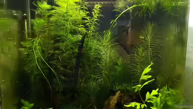 NanoCube Asia von Clemens