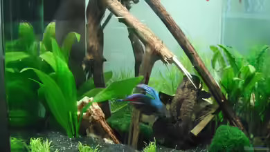 Nanocube Kleines Betta-Aquascape von schwefelfell