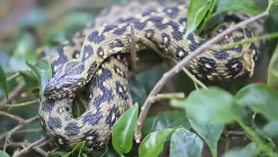 Natrix maura im Terrarium halten