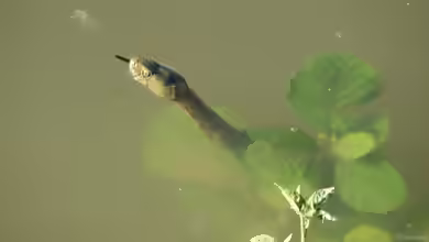 Natrix tessellata im Terrarium halten