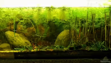 Natur of Dreams Ogowe von Falk