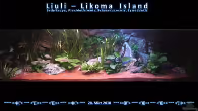 natural nyasa paradise (nur noch als Beispiel) von Der Schweizer