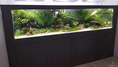 Naturaquarium Aquascape von Sven Oelze