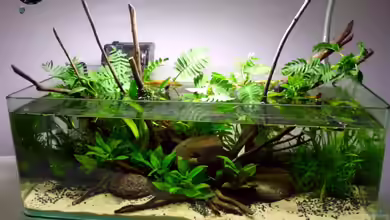 Nature Dreams von Chris_R.