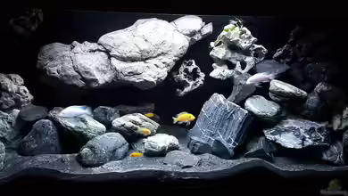 Nature Watching von Florian Karmann