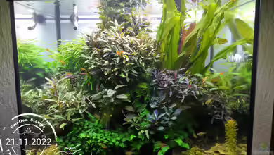 Naturscape von Aquaritch