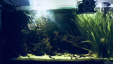 Nebenfluss des Rio Negros von Raven887