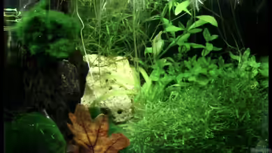 Nelenisland von Garnelenmami