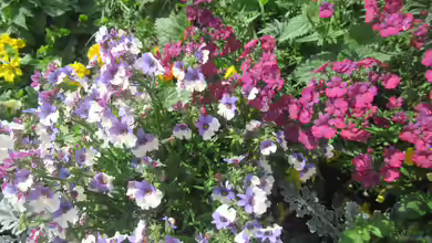 Nemesia hybrida im Garten pflanzen