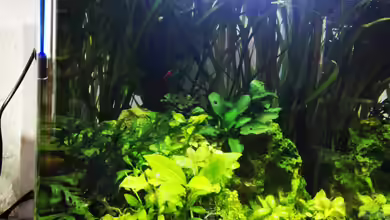 Neocaridina Becken von Sarah_Schneider