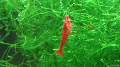 Neocaridina davidi im Aquarium halten