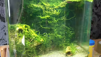 Neocaridina heteropoda (25l) von RaykoM