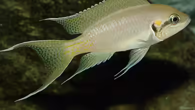 Neolamprologus brichardi im Aquarium halten