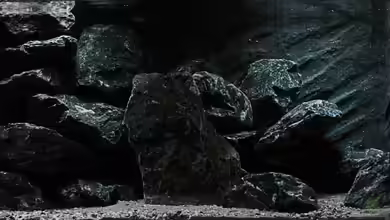 Neolamprologus buescheri Artbecken von Julien Preuß