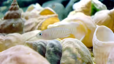 Neolamprologus multifasciatus im Aquarium halten