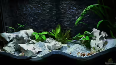 Neolamprologus multifasciatus Reines Artenbecken von DominikZ