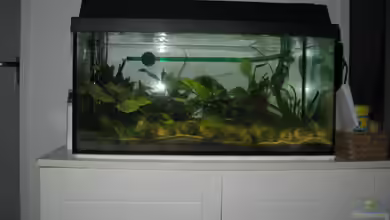 Neolamprologus multifasciatus von Jenny