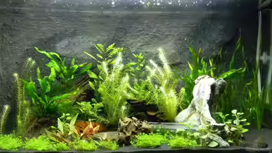 Neo´s World Nur noch als Beispiel von Alfur