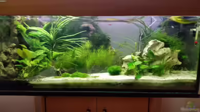 Neuanfang von goldfisch83