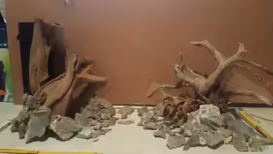 Neuanfang von LaFrieda