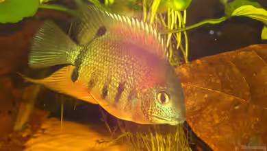 Neue Welt von Knorpelfisch