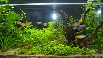 neuer Traum exsitiert so nicht mehr von Aniram