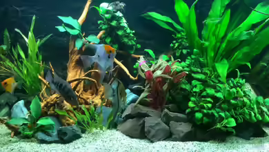 Neues Design von X-Rayminator