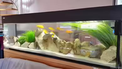 Neues Malawi-Becken von Dominik Jerg