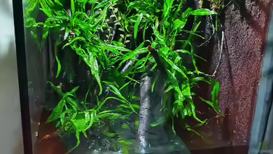 Neues Paludarium von Aqua fan