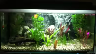 Newbie mit Südamerika von Nordsee-Kaiser