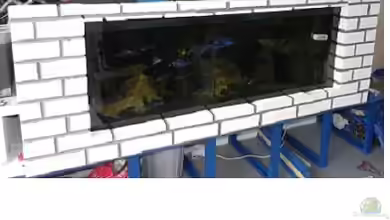 Nicht-Mbuna Aquarium von daniel5