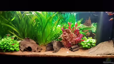 Niedersachen von Pulle