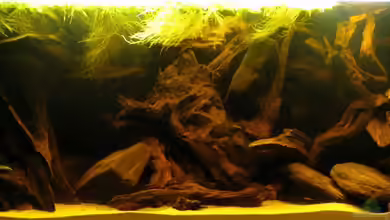 Nigerianischer Schwarzwasserfluss von Misanthrop