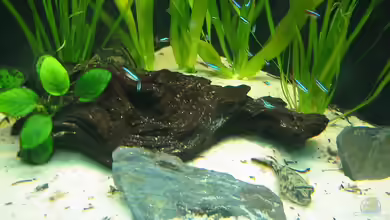 Nilkugelfisch-Artbecken von Christina Studt