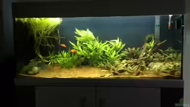 No.2 (Nur noch Beispiel) von Monopoly