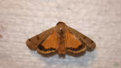 Noctua pronuba im Garten