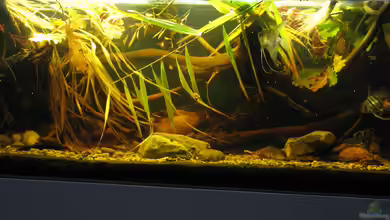 nördliches Südamerika (nur noch Beispiel) von der Theoretiker