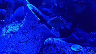 Non , Becken 34006 von Kevin Engelsberger