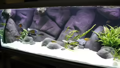 Non Mbuna -1600 von Vision112