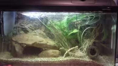 Non Mbuna Kindergarten von Dt-Floppy