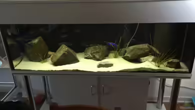 Non mbuna life von Malawi Appel