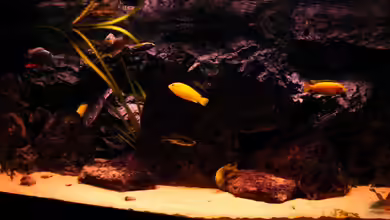 Non-Mbunabecken von Malawigo