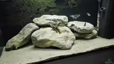 Non-Mbunas Aufzuchtstation von Tom