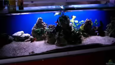 nonmbuna becken von chrismalawifan