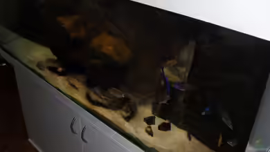 NonMbuna-Style (aufgelöst) von Dr. Manhattan