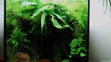 northern territory von die Perle...